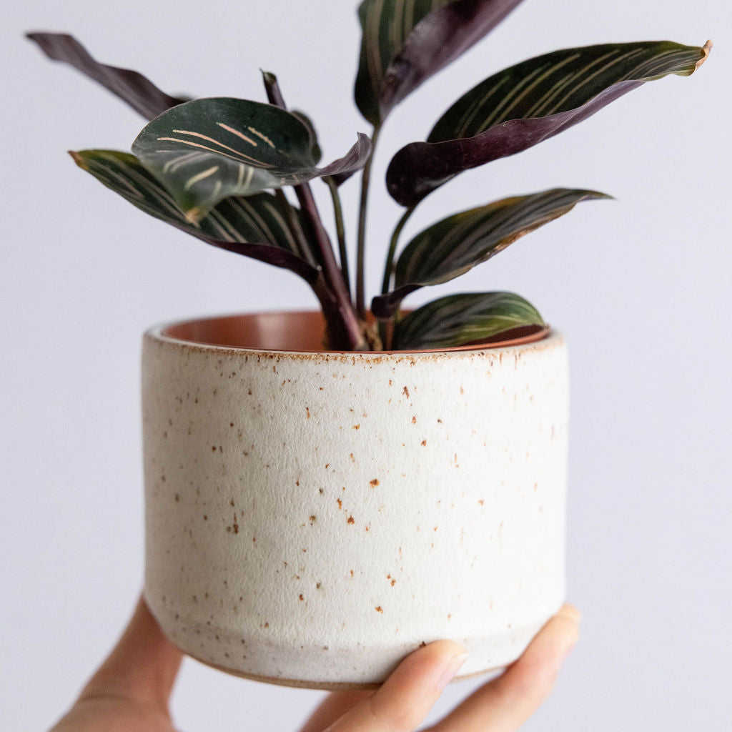 Desktop Planter