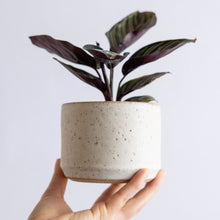Load image into Gallery viewer, Desktop Planter
